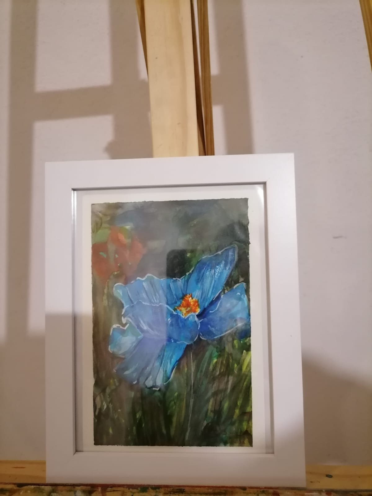 Azul abierto (Amapola del Himalaya – Meconopsis)